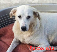 PASTORELLA, Hund, Mischlingshund in Wesel - Bild 11