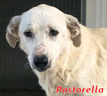 PASTORELLA, Hund, Mischlingshund in Wesel - Bild 13