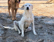 PASTORELLA, Hund, Mischlingshund in Wesel - Bild 17
