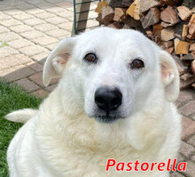 PASTORELLA, Hund, Mischlingshund in Wesel - Bild 4