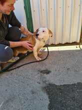 CORA, Hund, Mischlingshund in Kroatien - Bild 3