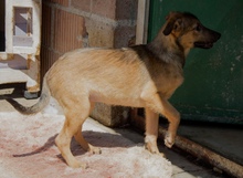 HANNA, Hund, Mischlingshund in Kroatien - Bild 2