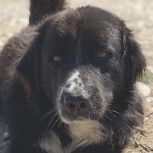 SKILOSKILO, Hund, Mischlingshund in Griechenland - Bild 1