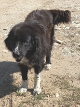 SKILOSKILO, Hund, Mischlingshund in Griechenland - Bild 2