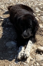 SKILOSKILO, Hund, Mischlingshund in Griechenland - Bild 3