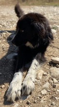 SKILOSKILO, Hund, Mischlingshund in Griechenland - Bild 4