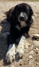 SKILOSKILO, Hund, Mischlingshund in Griechenland - Bild 5