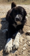 SKILOSKILO, Hund, Mischlingshund in Griechenland - Bild 6