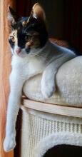 MARA, Katze, Europäisch Kurzhaar in Spanien - Bild 8