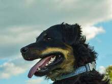 DAISY, Hund, Mischlingshund in Kroatien - Bild 2