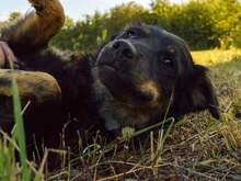 DAISY, Hund, Mischlingshund in Kroatien - Bild 3