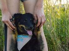 DAISY, Hund, Mischlingshund in Kroatien - Bild 4