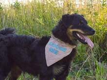 DAISY, Hund, Mischlingshund in Kroatien - Bild 6