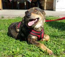 AVALENA, Hund, Mischlingshund in Kroatien - Bild 10
