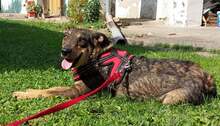 AVALENA, Hund, Mischlingshund in Kroatien - Bild 5