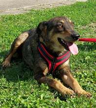 AVALENA, Hund, Mischlingshund in Kroatien - Bild 7