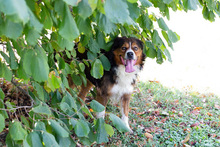 DINO, Hund, Mischlingshund in Kroatien - Bild 2