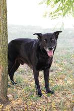 MINO, Hund, Mischlingshund in Kroatien - Bild 6