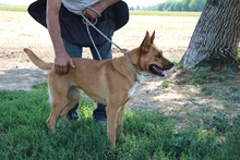 JUNO, Hund, Mischlingshund in Ungarn - Bild 2