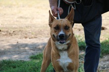 JUNO, Hund, Mischlingshund in Ungarn - Bild 3