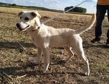 KAJLA3, Hund, Labrador-Mix in Ungarn - Bild 2