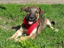TYLERJAY, Hund, Mischlingshund in Kroatien - Bild 13