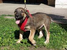 TYLERJAY, Hund, Mischlingshund in Kroatien - Bild 6