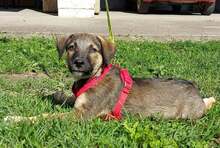 TYLERJAY, Hund, Mischlingshund in Kroatien - Bild 8