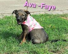 AVAFAYE, Hund, Mischlingshund in Kroatien - Bild 1