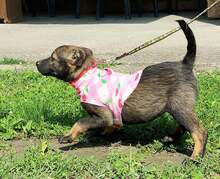 AVAFAYE, Hund, Mischlingshund in Kroatien - Bild 7