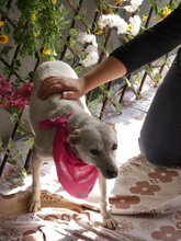 LEOCADIA, Hund, Mischlingshund in Portugal - Bild 7