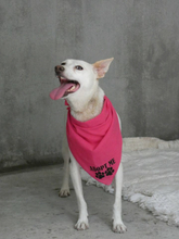 LEOCADIA, Hund, Mischlingshund in Portugal - Bild 9
