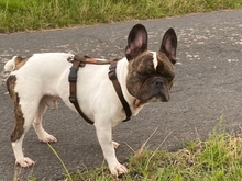 SPARKY, Hund, Französische Bulldogge in Eichenzell - Bild 2
