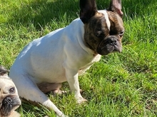SPARKY, Hund, Französische Bulldogge in Eichenzell - Bild 5