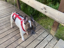 SPARKY, Hund, Französische Bulldogge in Eichenzell - Bild 7