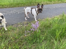 SPARKY, Hund, Französische Bulldogge in Eichenzell - Bild 8