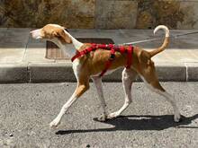 SERGIO, Hund, Podenco Canario in Geseke - Bild 3