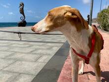 SERGIO, Hund, Podenco Canario in Geseke - Bild 4