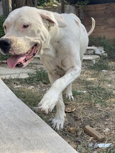 DEJAVU, Hund, Dogo Argentino in Italien - Bild 2