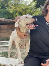 DEJAVU, Hund, Dogo Argentino in Italien - Bild 3