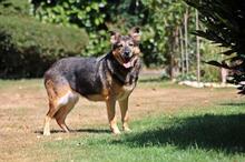 NELLY, Hund, Deutscher Schäferhund-Mix in Wuppertal - Bild 12