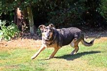 NELLY, Hund, Deutscher Schäferhund-Mix in Wuppertal - Bild 2