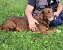 EUROPA, Hund, Mischlingshund in Italien - Bild 10