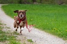 EUROPA, Hund, Mischlingshund in Italien - Bild 2