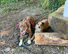 EUROPA, Hund, Mischlingshund in Italien - Bild 7