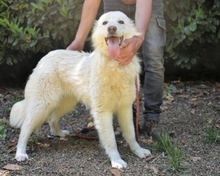 POLISSENA, Hund, Maremmano-Mix in Italien - Bild 2