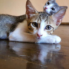GIZMO, Katze, Hauskatze in Bulgarien - Bild 3