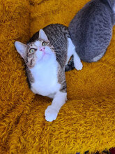 GIZMO, Katze, Hauskatze in Bulgarien - Bild 4
