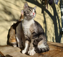 GIZMO, Katze, Hauskatze in Bulgarien - Bild 7