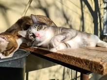 GIZMO, Katze, Hauskatze in Bulgarien - Bild 8